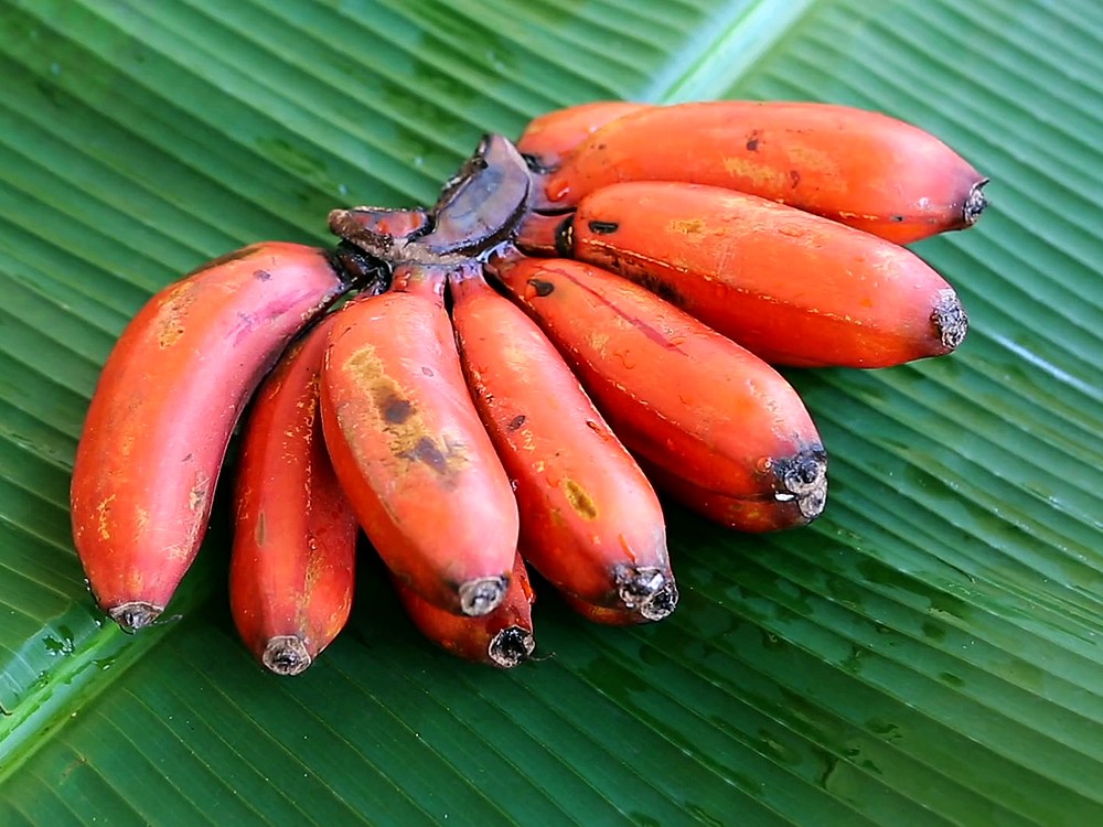 Banana special. Бананы красные. Красные маленькие бананы. Связка мини бананов. Красные бананы сорт.