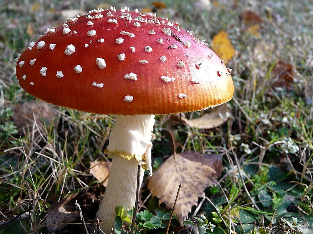 Mantar Zehirlenmesi Belirtileri Nelerdir? Ne İyi Gelir? Tedavisi Nasıl Yapılır?