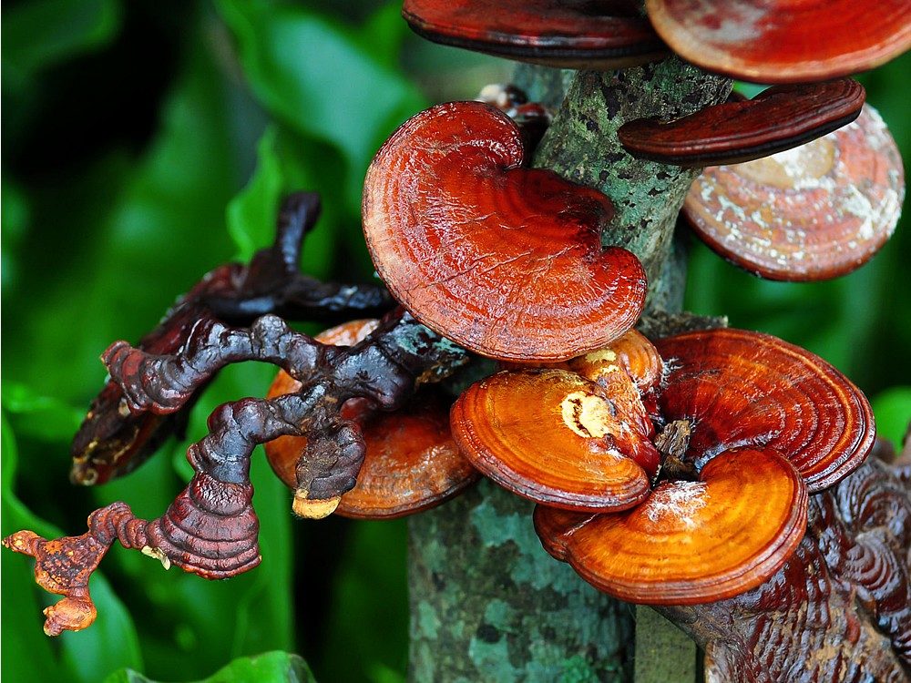 Reishi Mantarı Faydaları Nelerdir? Zararları Var mı? Hangi Hastalıklarda Kullanılır?