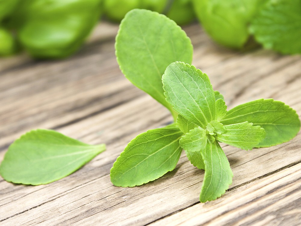 Stevia Bitkisi Nedir? Nasıl Kullanılır? Nasıl Yetiştirilir?