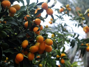 Altın Portakal Meyvesi Nedir? Faydaları Nelerdir? Nasıl Yetiştirilir?