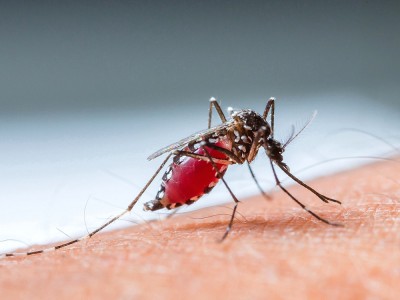 Dang Humması Nedir? Dengue Fever Nasıl bulaşır? Belirtileri Nelerdir? Nasıl Tedavi Edilir?