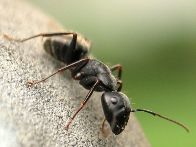 Karıncalardan Kurtulma Yolları ve Yöntemi Nedir?
