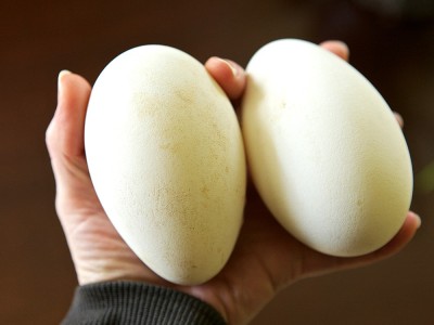 Kaz Yumurtası Yenir mi? Faydaları Nelerdir? Besin Değeri ve Fiyatı