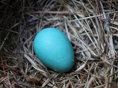 Mavi Yumurta Nedir? Faydaları Nelerdir? Özellikleri ve Fiyatı