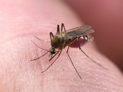 Sinek Isırığına Ne İyi Gelir? Ne Yapmalı? Sivrisinek Kaşıntısı Nasıl Geçer?