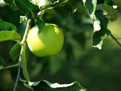 Yeşil Elma Diyeti ile 2 Haftada 10 Kilo Verilir mi? Kilo Verenler ve Zayıflayanlar