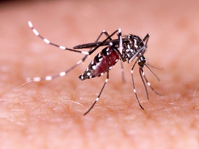 Zika Virüsü Nedir? Belirtileri Nelerdir? Hangi Ülkelerde Görülür?